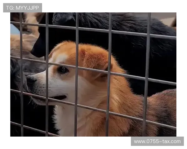 重金悬赏一万美元寻找拉姆塞走失爱犬希望尽快寻回爱宠